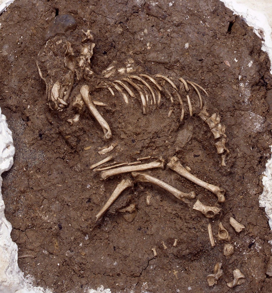 Esqueleto de cão do período Jōmon encontrado em Kamikuroiwa Rock Shelter, Ehime, Japão — um dos registros mais antigos de sepultamento de cães no arquipélago japonês