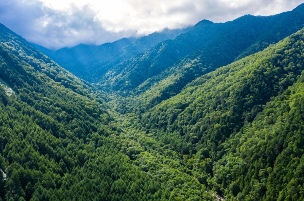 Vales cobertos por densa floresta nas montanhas japonesas — o isolamento geográfico moldou os ancestrais do Shiba Inu ao longo de séculos