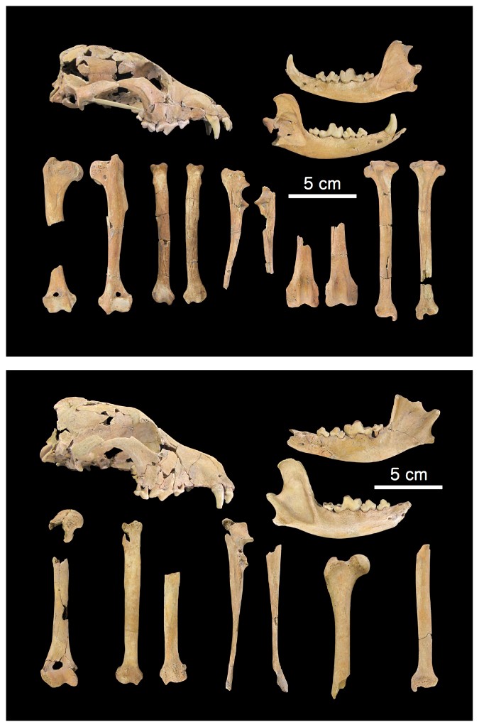 Análise osteológica comparativa de ossadas de cães do período Jōmon — crânios e ossos longos utilizados em estudos sobre os ancestrais dos cães japoneses