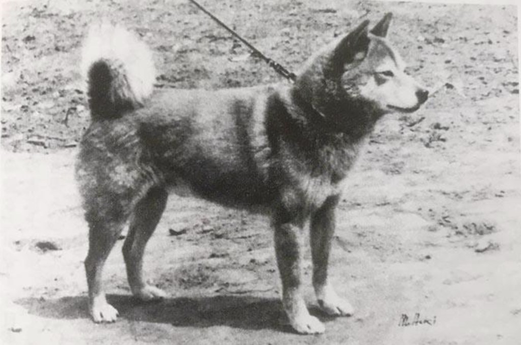 Um dos primeiros Shibas registrados pela NIPPO durante o período de preservação da raça — fotografia histórica mostrando o tipo racial que os pesquisadores buscavam documentar