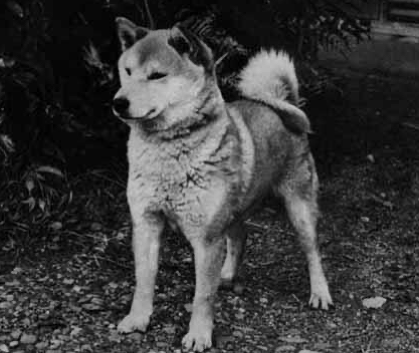 Shiba Inu histórico em perfil durante o período de consolidação da raça pela NIPPO — exemplar que ajudou a definir as características do Shiba moderno