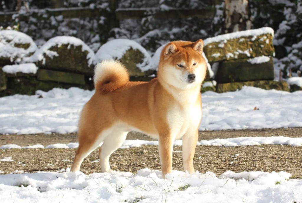Shiba Inu moderno em pose natural na neve — exemplar que representa o resultado de décadas de preservação e seleção cuidadosa das linhagens japonesas tradicionais