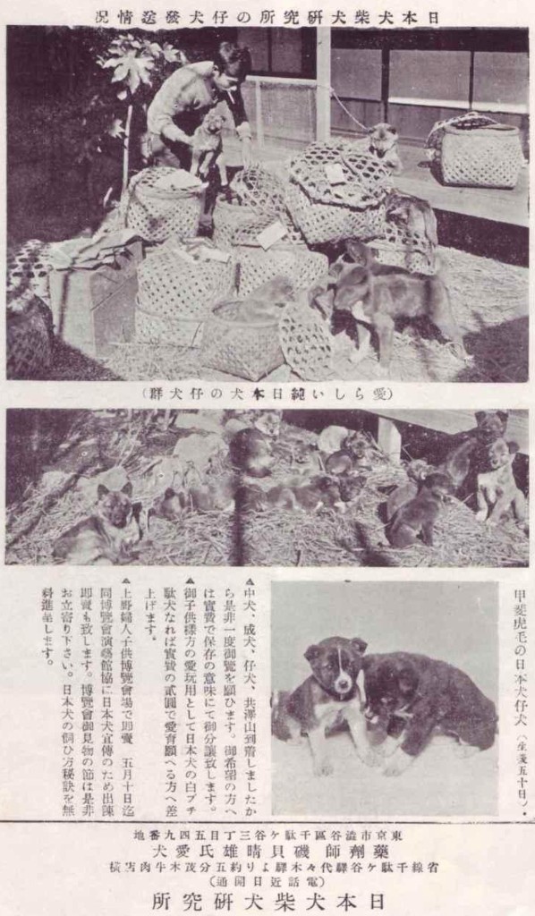Publicação japonesa do pós-guerra sobre pesquisa e preservação de cães nativos japoneses — esforços de reconstrução das linhagens do Shiba Inu