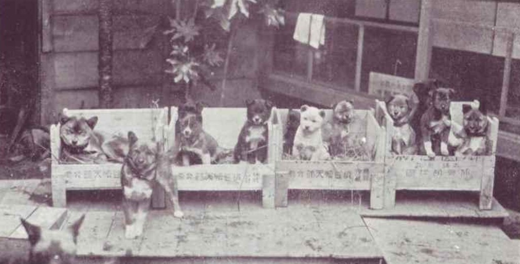 Cães japoneses nativos em caixotes durante uma das primeiras exposições organizadas pela NIPPO — registro histórico do levantamento dos tipos regionais de Nihon Ken