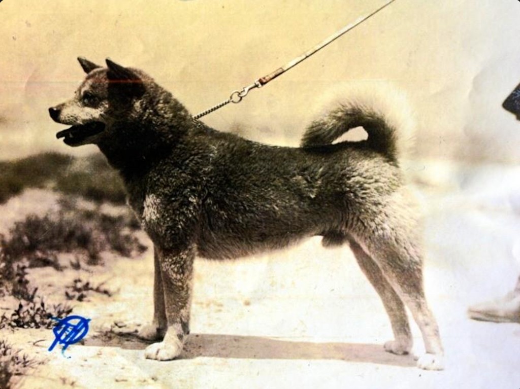 Shiba Inu do período de reconstrução pós-guerra — exemplar que representa as linhagens sobreviventes utilizadas para restaurar a raça entre 1945 e 1950