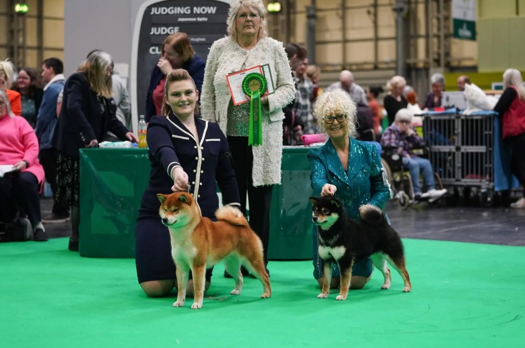 Yang, Shiba Inu melhor da raça no World Dog Show em Bolonha 2026 — criação e propriedade de Michaella Dun-Hill sob o afixo Vormund, uma das maiores criadoras do mundo da raça Shiba Inu, no Reino Unido