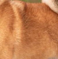 Detalhe da textura do pelo de cobertura do Shiba Inu vermelho, mostrando fios retos e firmes característicos da raça