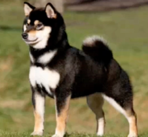 Shiba Inu preto e castanho (black and tan) em posição lateral, mostrando o equilíbrio entre preto, tan e urajiro