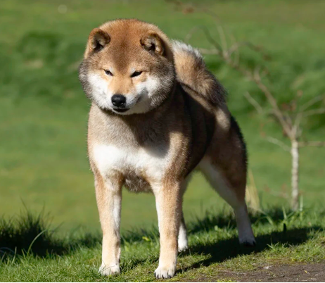 Shiba Inu sesame (goma) exibindo a mistura equilibrada de pelos pretos e vermelhos característica dessa pelagem rara