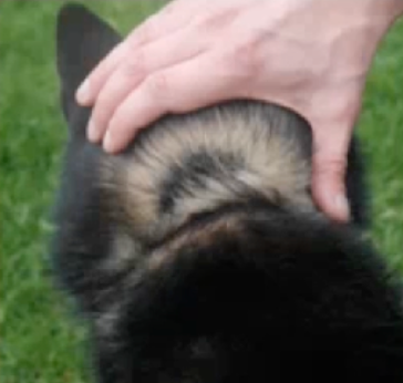 Detalhe do subpelo denso de um Shiba Inu preto e castanho, evidenciando a camada interna curta e espessa que atua como isolante térmico