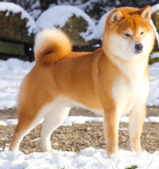 Shiba Inu vermelho (red) em posição de exposição, exibindo pelagem vermelha intensa e uniforme com urajiro bem definido