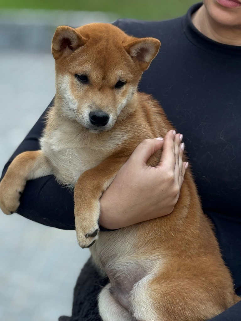 Filhote Shiba Inu
