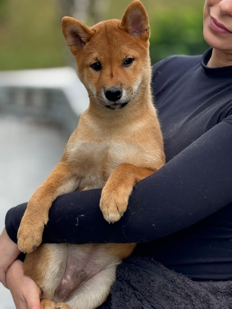 Filhote Shiba Inu