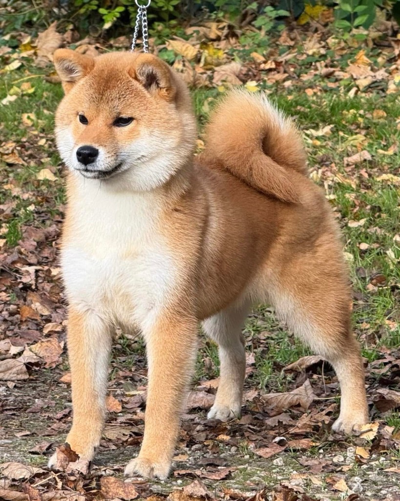 Shiba Inu do Ninpozan Kennel